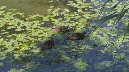 鸭子在水面游动野鸭家禽在水中觅食游动