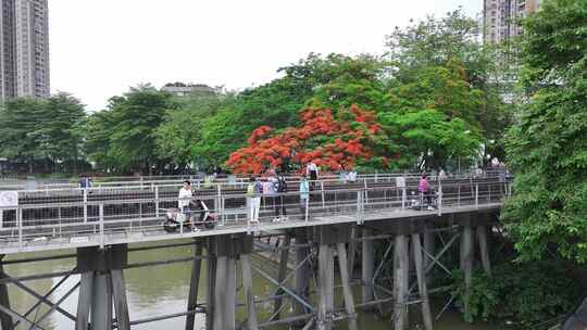 中国广东省广州市荔湾区花地河凤凰花