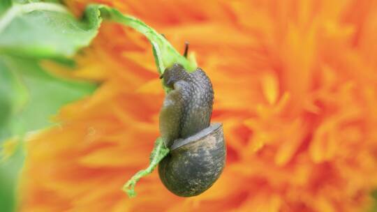 雨后蜗牛在吃菜叶觅食害虫视频素材模板下载