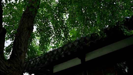 古建筑旁茂盛绿树景象