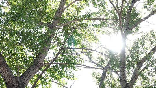 透过阳光看树叶树木树梢看向阳光