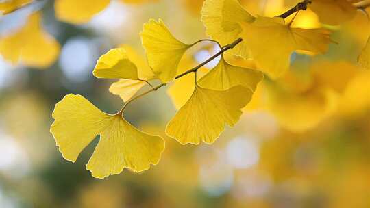 金黄色的银杏叶秋天秋景秋色树叶黄叶深秋