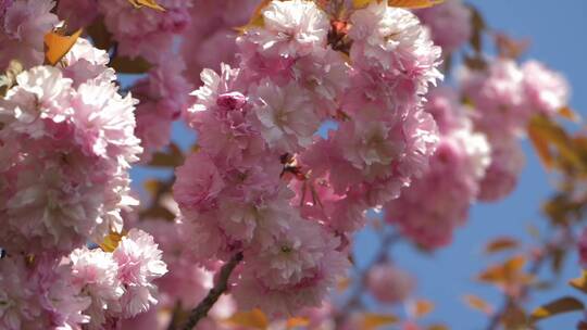 春天的樱花树特写