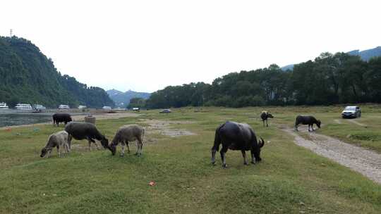 放牧 水牛 牲畜 草地