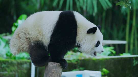 熊猫爬树桩视频合集