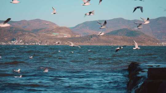 深秋的大理海鸥在洱海的风浪中飞行慢动作