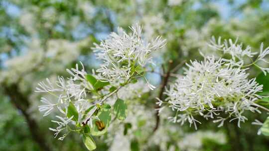 4K植物空镜素材——流苏花