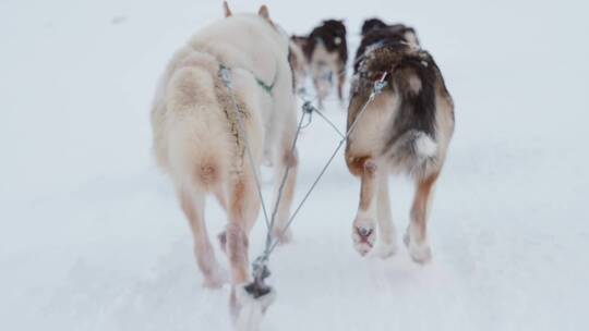 雪橇犬狗拉雪橇