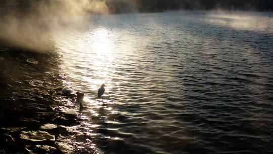 清晨雾气腾腾湖面上的白鹭