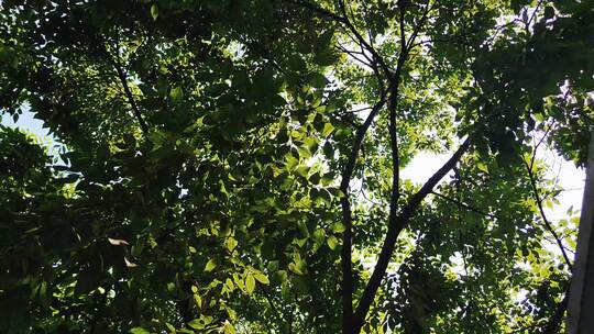 蓝天下风吹树叶植物实拍