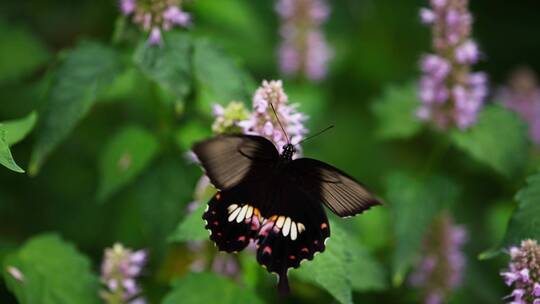一只黑蝴蝶花上飞舞采蜜慢镜头特写