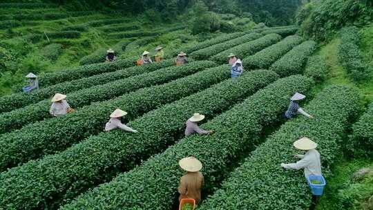 茶叶茶山茶园采茶绿茶龙井茶艺春茶实拍素材