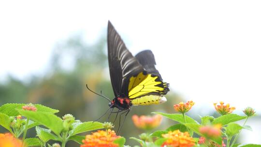 蝴蝶在花丛中煽动翅膀03视频素材模板下载