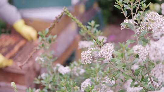 养蜂人取蜂蜜花草授粉