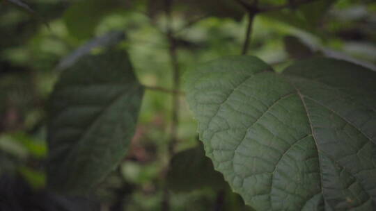 植物森林治愈雨水唯美意境清新自然