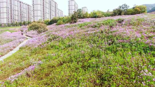 山东济南龙鼎大道龙洞格桑花秋天航拍山坡