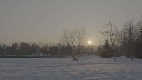 黑龙江牡丹江市冬天雪过天晴后的树木