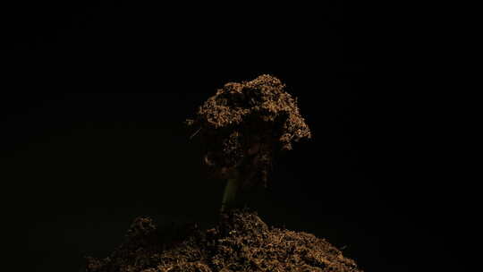 种子生长发芽破土而出