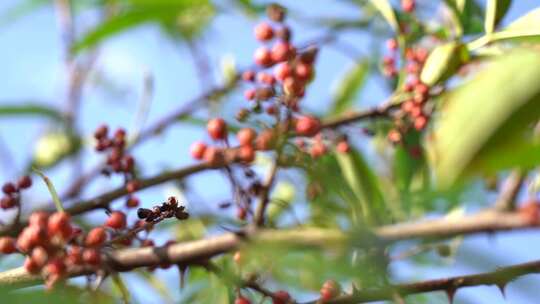 花椒 花椒收获 麻椒 三农 农业