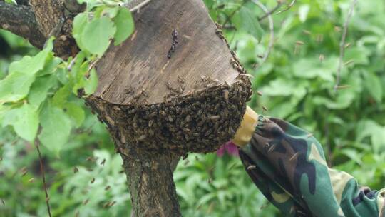 东北农村土蜂蜜养殖