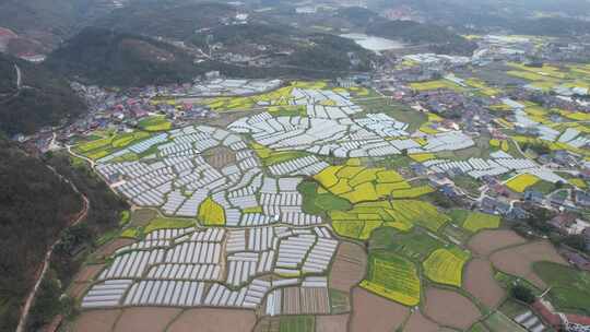 美丽乡村田园油菜花大棚种植蔬菜农场