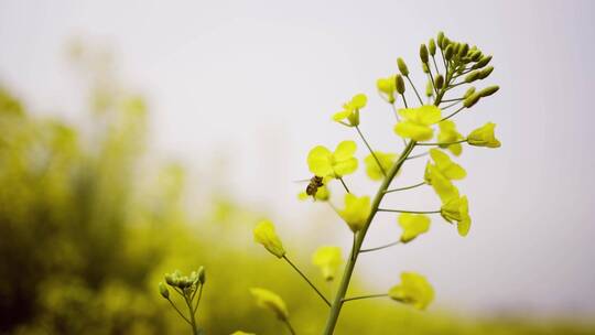 油菜花蜜蜂采蜜