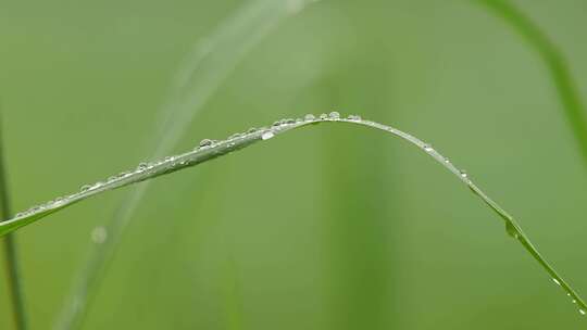 雨天清新绿色的小草