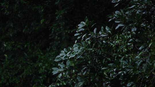 江南春天春雨雨滴绿色植物升格空镜