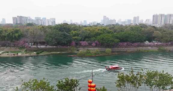 成都望江楼公园红梅开锦江游船春天美景