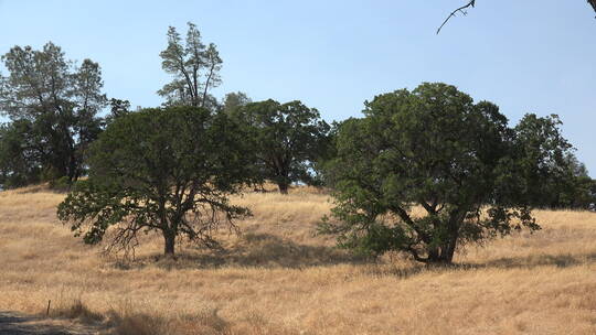 棕色草地上的加州橡树
