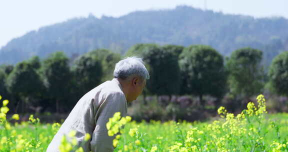 老人农田里除草