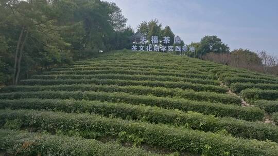 高清航拍四川乐山天福茶山茶园