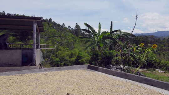 南美洲哥伦比亚的咖啡种植园