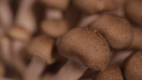 【镜头合集】海鲜菇蟹味菇蘑菇视频素材模板下载