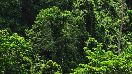 中国科学院西双版纳热带植物园HDR航拍
