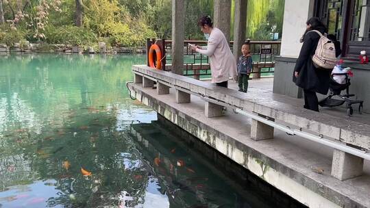 济南五龙潭景区，秋季树叶金黄观赏鱼