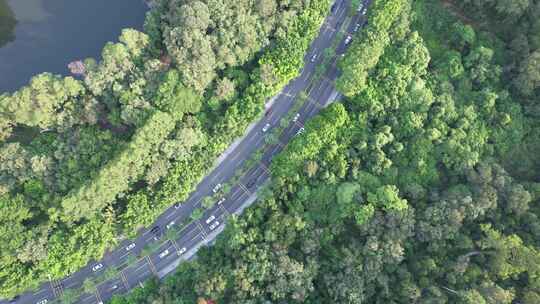 树林中央公路航拍