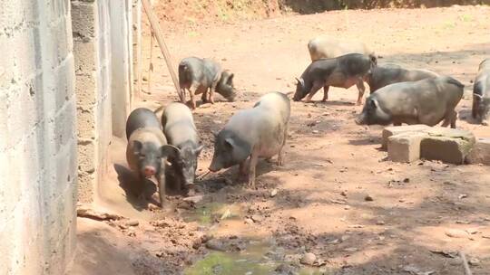农村 生态 养猪