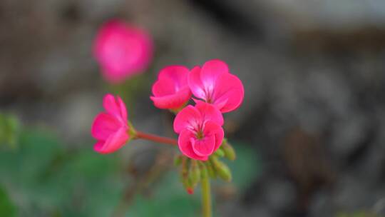 4K花卉野花小红花