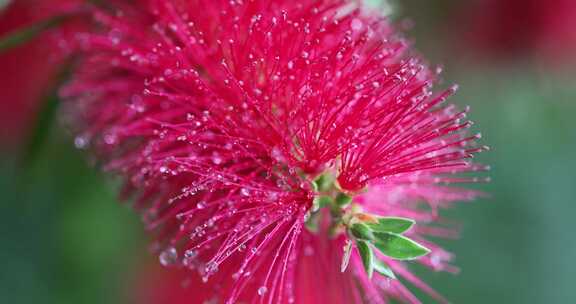 下雨天挂着水珠的美花红千层微距特写