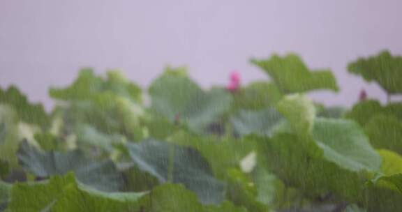 杭州西湖雨中荷花视频