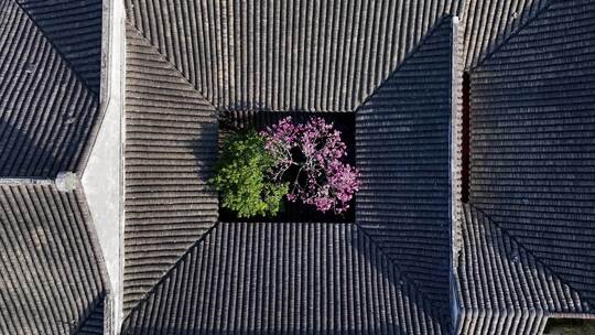 合集-苏州园林耦园春天航拍