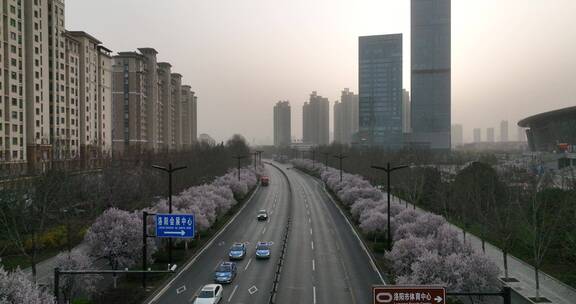 洛阳植物园樱花万物复苏春天公园道路航拍