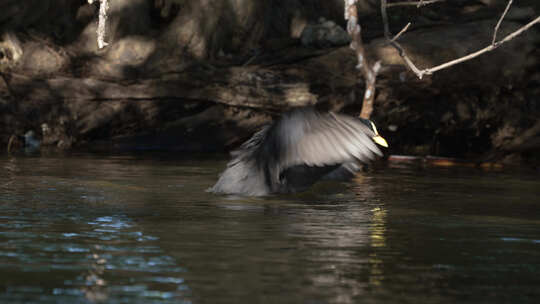 一只红色吊带的乌鸦在湖上拍打翅膀