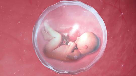 婴儿 胎儿 卵细胞 婴儿发育 孕育生命