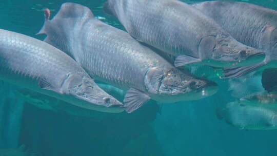 巨骨舌鱼水族馆中群游的海鱼