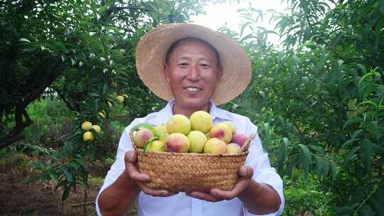 李子种植基地