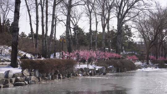 雪中桃花梅花腊梅 ~