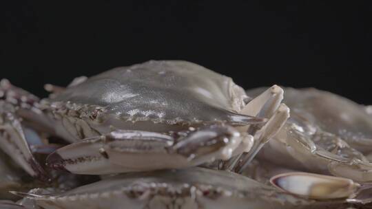 螃蟹飞蟹梭子蟹LOG原视频素材