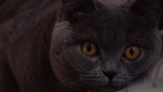 4K萌宠可爱猫咪英短蓝猫脸部特写镜头视频素材模板下载